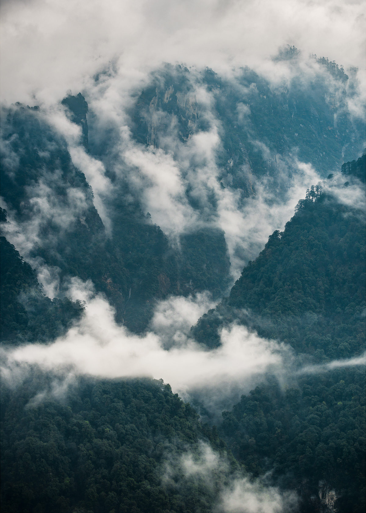 Forest Mist, Jigme Dorji National Park, Gasa District, Bhutan, Nils Leonhardt
