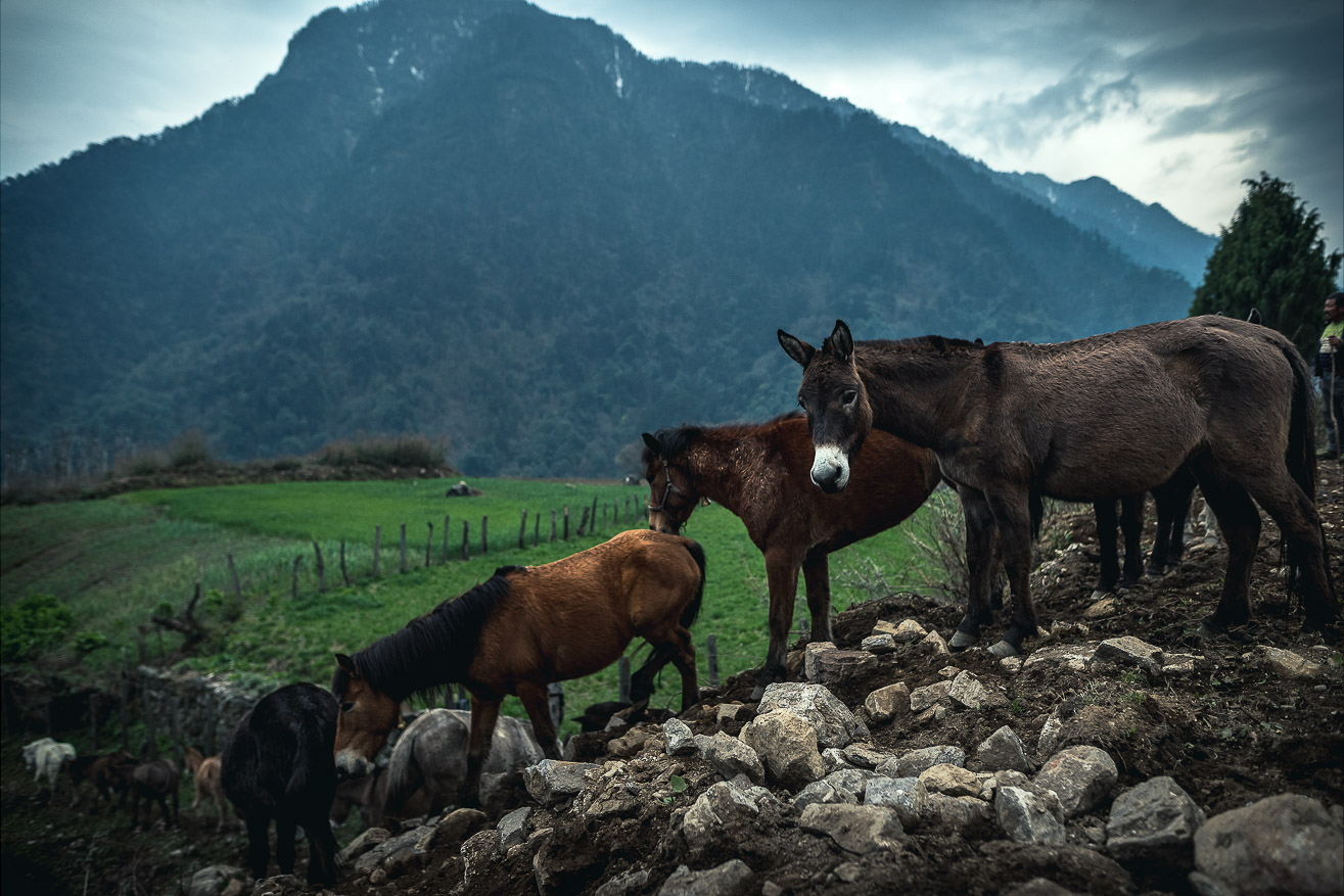 Horses, Gasa Valley, Bhutan, Nils Leonhardt