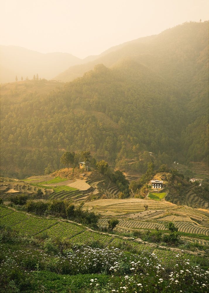 Rice Terraces, Thimphu Valley, Bhutan, Nils Leonhardt