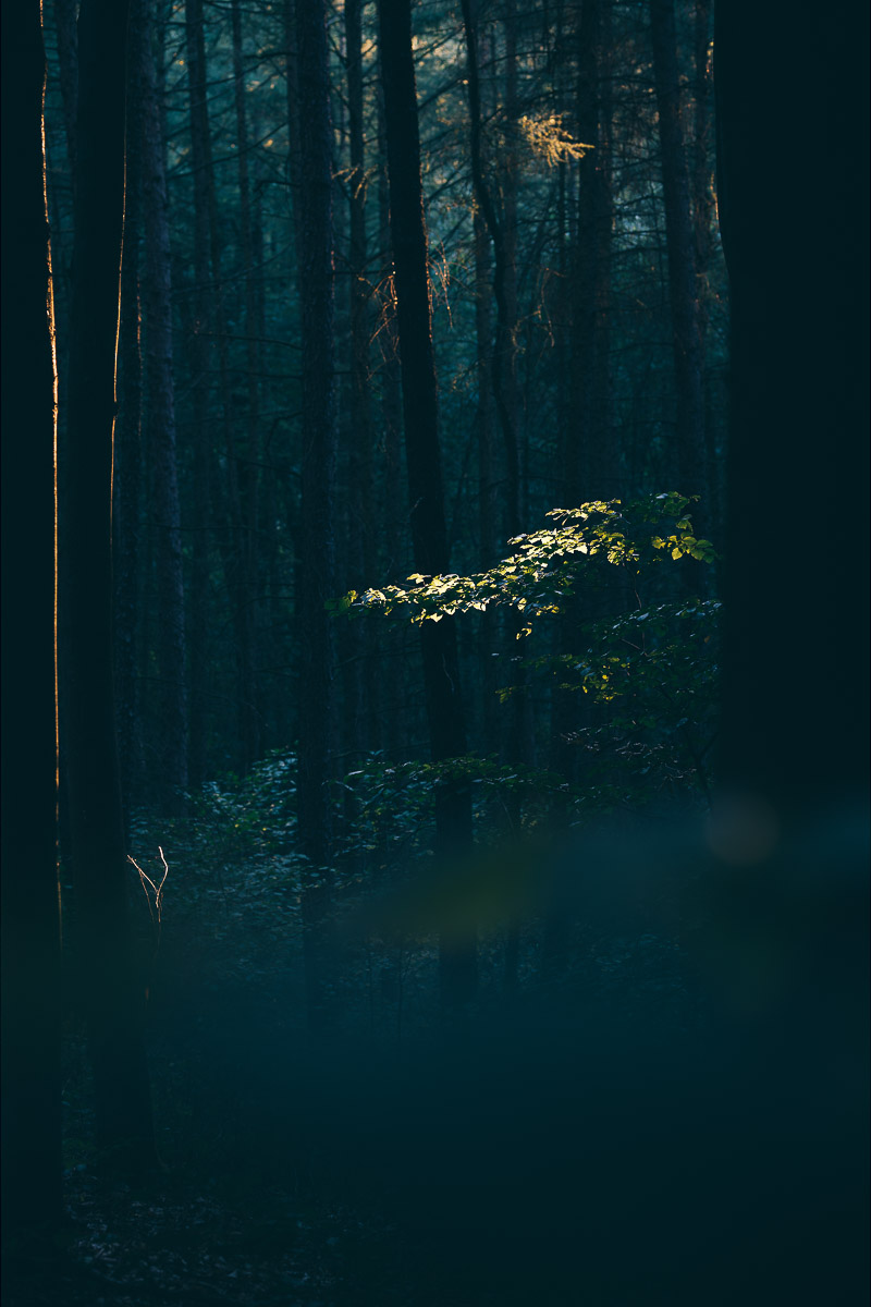 Enchanted Forest, Ore Mountains, Saxony, Nils Leonhardt