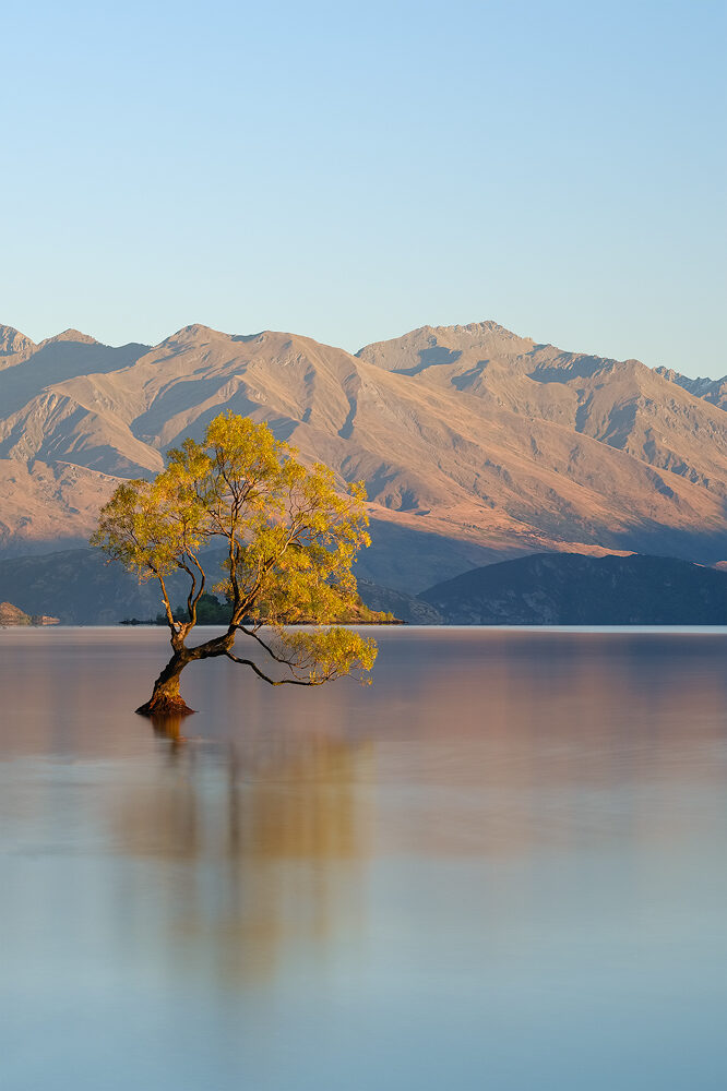 Wanaka Tree, Wanaka, New Zealand by Nils Leonhardt