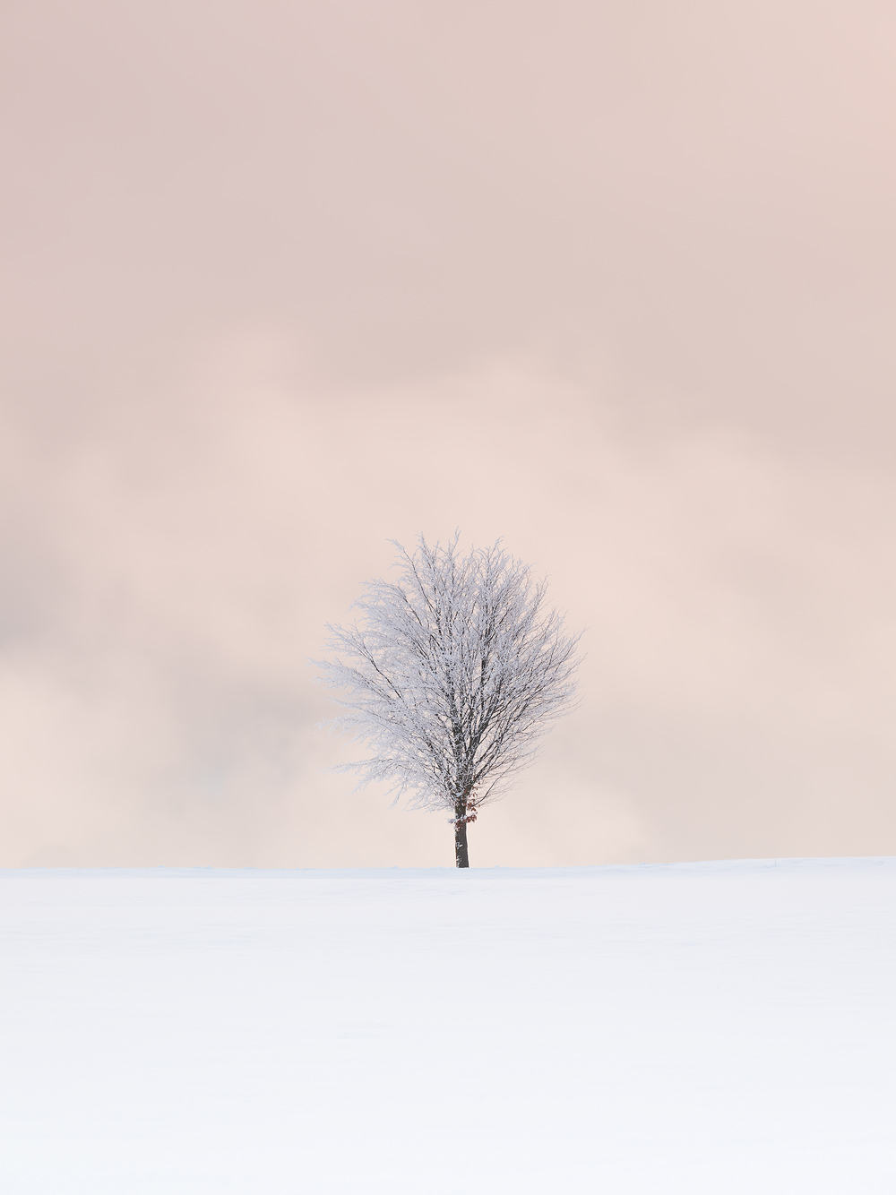 Lone Tree, Ore Mountains, Germany by Nils Leonhardt