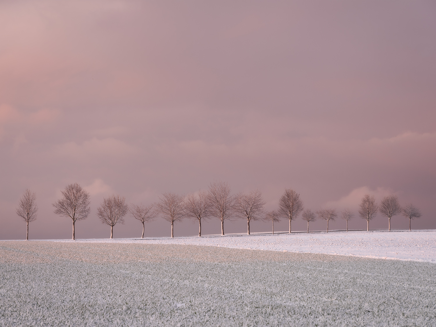 Tree Parade, Ore Mountains, Germany by Nils Leonhardt